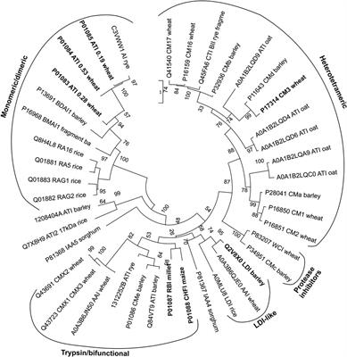 Structure, Function and Protein Engineering of Cereal-Type Inhibitors Acting on Amylolytic Enzymes